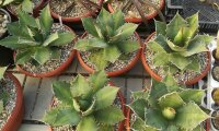 Agave titanota