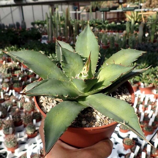 Agave titanota FO 076