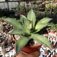Agave titanota FO 076