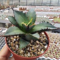 Agave titanota FO 076