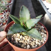 Agave titanota FO 076