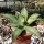 Agave titanota FO 076