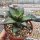 Agave titanota FO 076