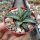 Agave univittata compacta