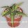 Agave univittata compacta
