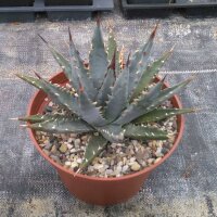 Agave utahensis w St. George, Utha, 1400 m