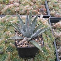 Agave utahensis w St. George, Utha, 1400 m