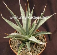 Agave utahensis w St. George, Utha, 1400 m