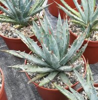 Agave utahensis w St. George, Utha, 1400 m