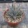 Agave utahensis w St. George, Utha, 1400 m