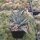 Agave utahensis w St. George, Utha, 1400 m