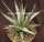 Agave utahensis w St. George, Utha, 1400 m