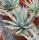 Agave utahensis w St. George, Utha, 1400 m
