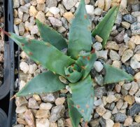 Agave utahensis