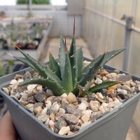 Agave utahensis (dw)