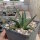 Agave utahensis (dw)