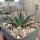 Agave utahensis (dw)