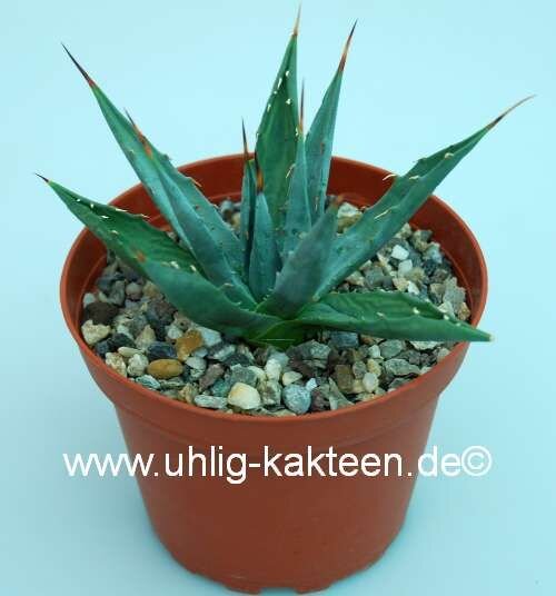 Agave utahensis Lz 2042