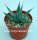 Agave utahensis Lz 2042