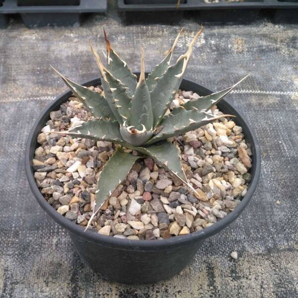 Agave utahensis v. eborispina