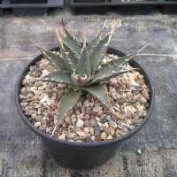 Agave utahensis v. eborispina