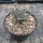 Agave utahensis v. eborispina