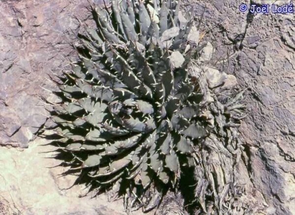Agave utahensis v. nevadensis LZ 2048  (dw)