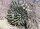 Agave utahensis v. nevadensis LZ 2048  (dw)