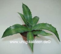 Agave vicina