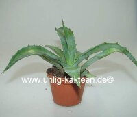 Agave vicina
