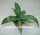 Agave vicina