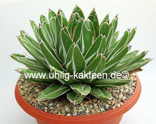 Agave victoriae-reginae