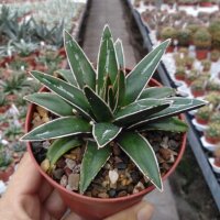 Agave victoriae-reginae
