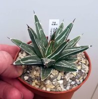 Agave victoriae-reginae