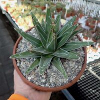 Agave victoriae-reginae