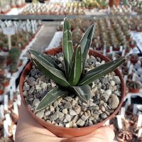 Agave victoriae-reginae