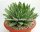 Agave victoriae-reginae