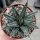 Agave victoriae-reginae