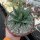 Agave victoriae-reginae