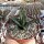 Agave victoriae-reginae