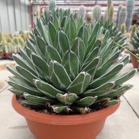 Agave victoriae-reginae compacta