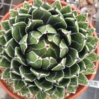 Agave victoriae-reginae compacta