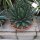 Agave victoriae-reginae XL