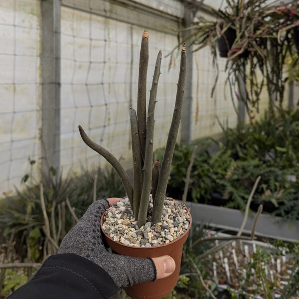 Alluaudia dumosa