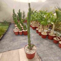 Alluaudia procera verzweigt