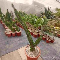 Alluaudia procera verzweigt
