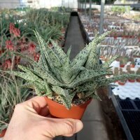 Aloe-Hybr. Doran Black
