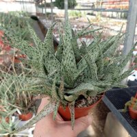 Aloe-Hybr. Doran Black
