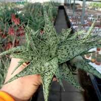 Aloe-Hybr. Doran Black