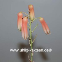 Aloe-Hybr. Doran Black